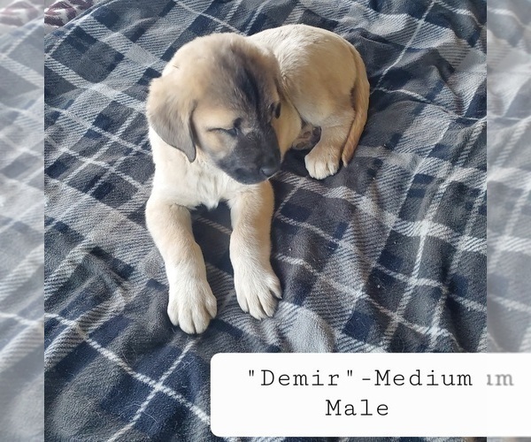 Medium Photo #11 Kangal Dog Puppy For Sale in SILVER LAKE, OR, USA