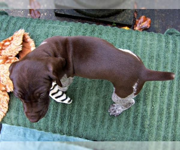 Medium Photo #4 German Shorthaired Pointer Puppy For Sale in ELBERTA, AL, USA