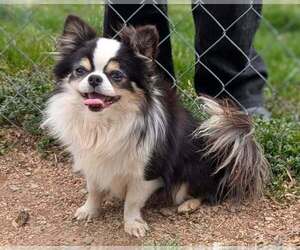 Father of the Chihuahua puppies born on 10/14/2025