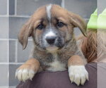 Small #4 Golden Shepherd