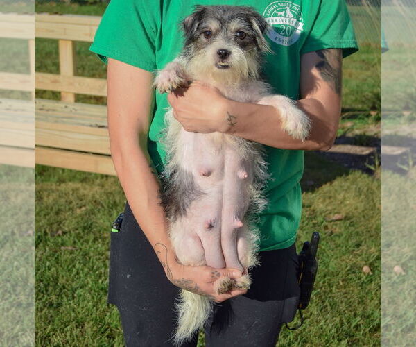 Medium Photo #5 Shih Tzu-Unknown Mix Puppy For Sale in Huntley, IL, USA