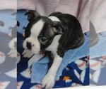 Puppy Fisher Boston Terrier