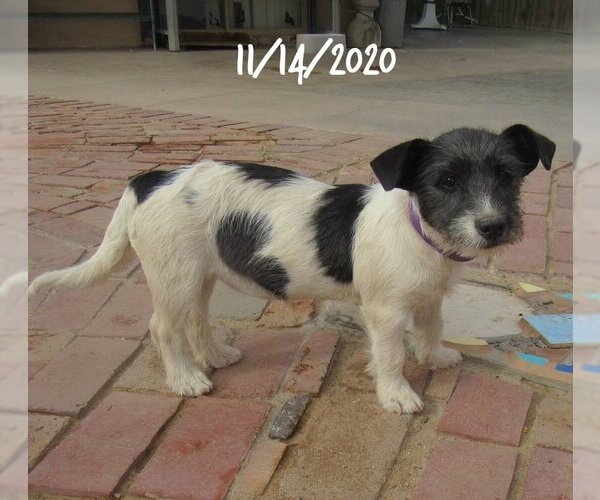 Medium Photo #8 Mutt Puppy For Sale in Apple Valley, CA, USA