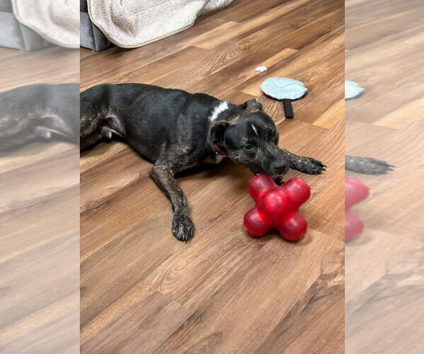 Medium Photo #23 Mutt Puppy For Sale in Woodbury, NY, USA