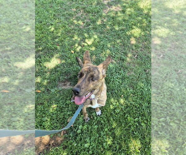 Medium Photo #2 Mutt Puppy For Sale in Elmsford, NY, USA