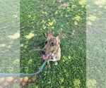 Small #1 Mutt