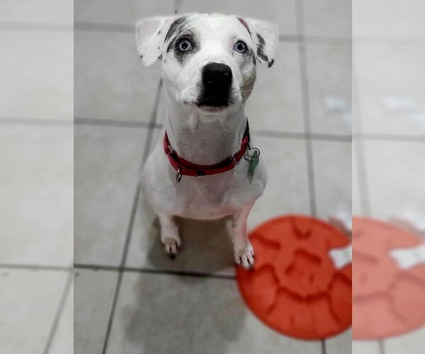 Medium Photo #23 Jack Russell Terrier-Unknown Mix Puppy For Sale in Pompano Beach , FL, USA