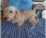 Small #3 Chiweenie-Poodle (Toy) Mix