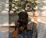 Small Photo #3 Doberman Pinscher Puppy For Sale in EDGEWOOD, NM, USA