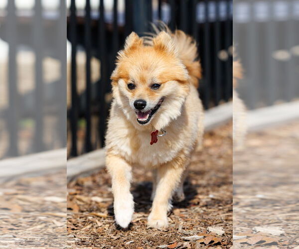 Medium Photo #7 Chiranian Puppy For Sale in McKinney, TX, USA