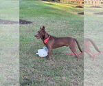 Small #9 Australian Kelpie Mix