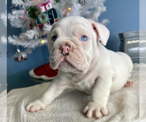 Medium Photo #1 Bulldog Puppy For Sale in THONOTOSASSA, FL, USA