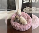 Small #3 Pomeranian