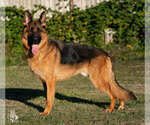Small Photo #6 German Shepherd Dog Puppy For Sale in PALERMO, CA, USA