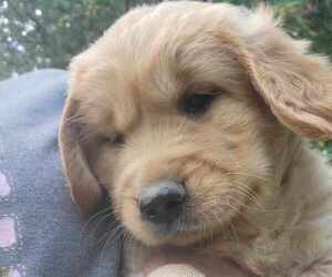 Golden Retriever Puppy for sale in LAKE CITY, MN, USA