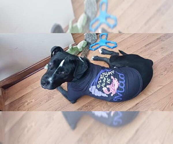 Medium Photo #3 Mutt Puppy For Sale in Louisville, KY, USA