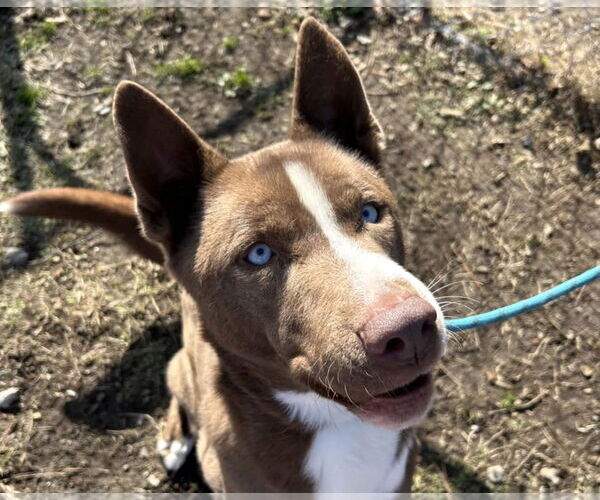 Medium Photo #3 Akita-Huskies  Mix Puppy For Sale in Anniston, AL, USA
