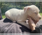 Small Photo #13 American Pit Bull Terrier Puppy For Sale in PENSACOLA, FL, USA