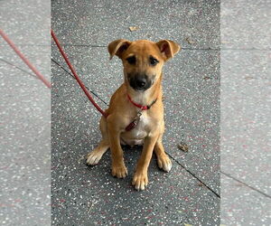 Labrador Retriever-Unknown Mix Dogs for adoption in Salt Lake City, UT, USA