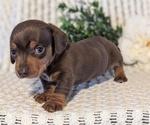 Small #1 Dachshund