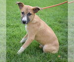 Small #2 German Shepherd Dog Mix