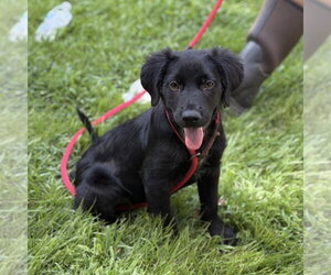 - Mix Dogs for adoption in Yardley, PA, USA