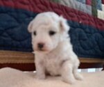 Small #2 Bichon Frise