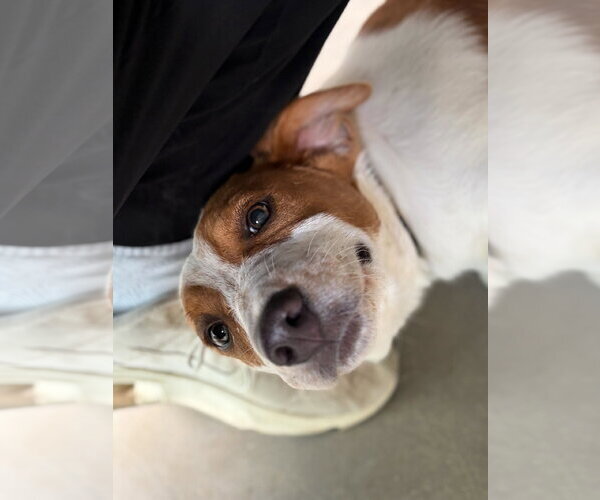 Medium Photo #3 Labrador Retriever-Unknown Mix Puppy For Sale in Jefferson, WI, USA