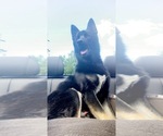 Small Photo #1 German Shepherd Dog-Siberian Husky Mix Puppy For Sale in VANCOUVER, WA, USA