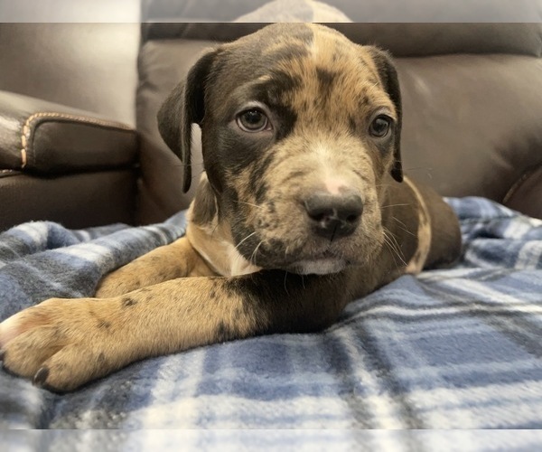 Medium Photo #55 American Bully Puppy For Sale in REESEVILLE, WI, USA