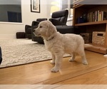 Small #6 Golden Retriever