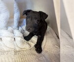 Small #1 Brittany-Dachshund Mix