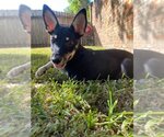 Small Photo #11 Miniature Pinscher-Unknown Mix Puppy For Sale in Oakhurst, NJ, USA