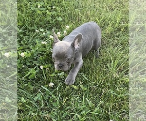 French Bulldog Puppy for sale in LAPEER, MI, USA