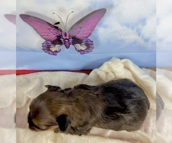 Medium Photo #32 Morkie Puppy For Sale in CASSVILLE, MO, USA