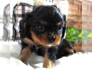 Cavalier King Charles Spaniel Puppy for sale in CARLISLE, KY, USA