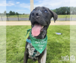 Small Photo #10 Collie-Labrador Retriever Mix Puppy For Sale in Washington, DC, USA