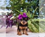 Small #1 Yorkshire Terrier