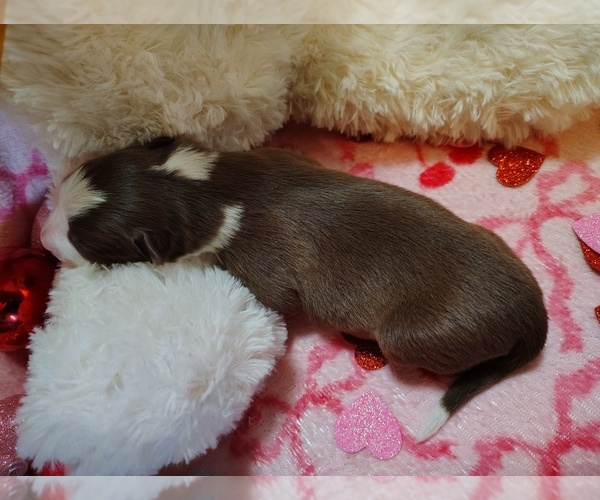 Medium Photo #2 Border Collie Puppy For Sale in NORBORNE, MO, USA