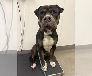 Masti-Bull Dogs for adoption in HESPERIA, CA, USA
