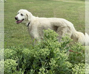 Great Pyrenees Dogs for adoption in Croydon, NH, USA