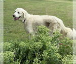 Small Great Pyrenees