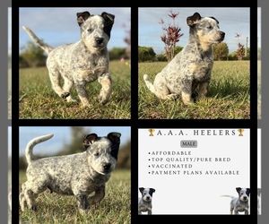 Australian Cattle Dog Puppy for sale in ZOLFO SPRINGS, FL, USA