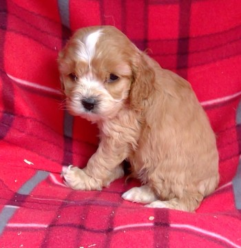 Medium Photo #2 Cavalier King Charles Spaniel-Poodle (Toy) Mix Puppy For Sale in CONOWINGO, MD, USA