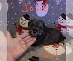Small Photo #29 Chizer Puppy For Sale in MONTEZUMA, GA, USA