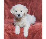Small Photo #2 Golden Retriever Puppy For Sale in FREDERICKSBG, OH, USA