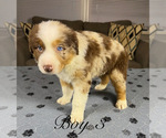 Puppy Boy 3 Australian Shepherd