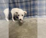 Small Labrador Retriever