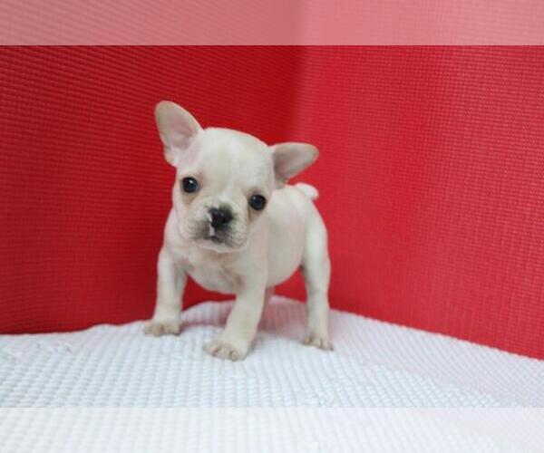 Medium Photo #5 French Bulldog Puppy For Sale in GRAPEVINE, TX, USA