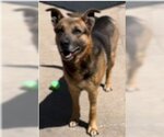 Small German Shepherd Dog Mix